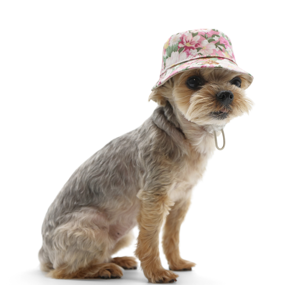 dogo
